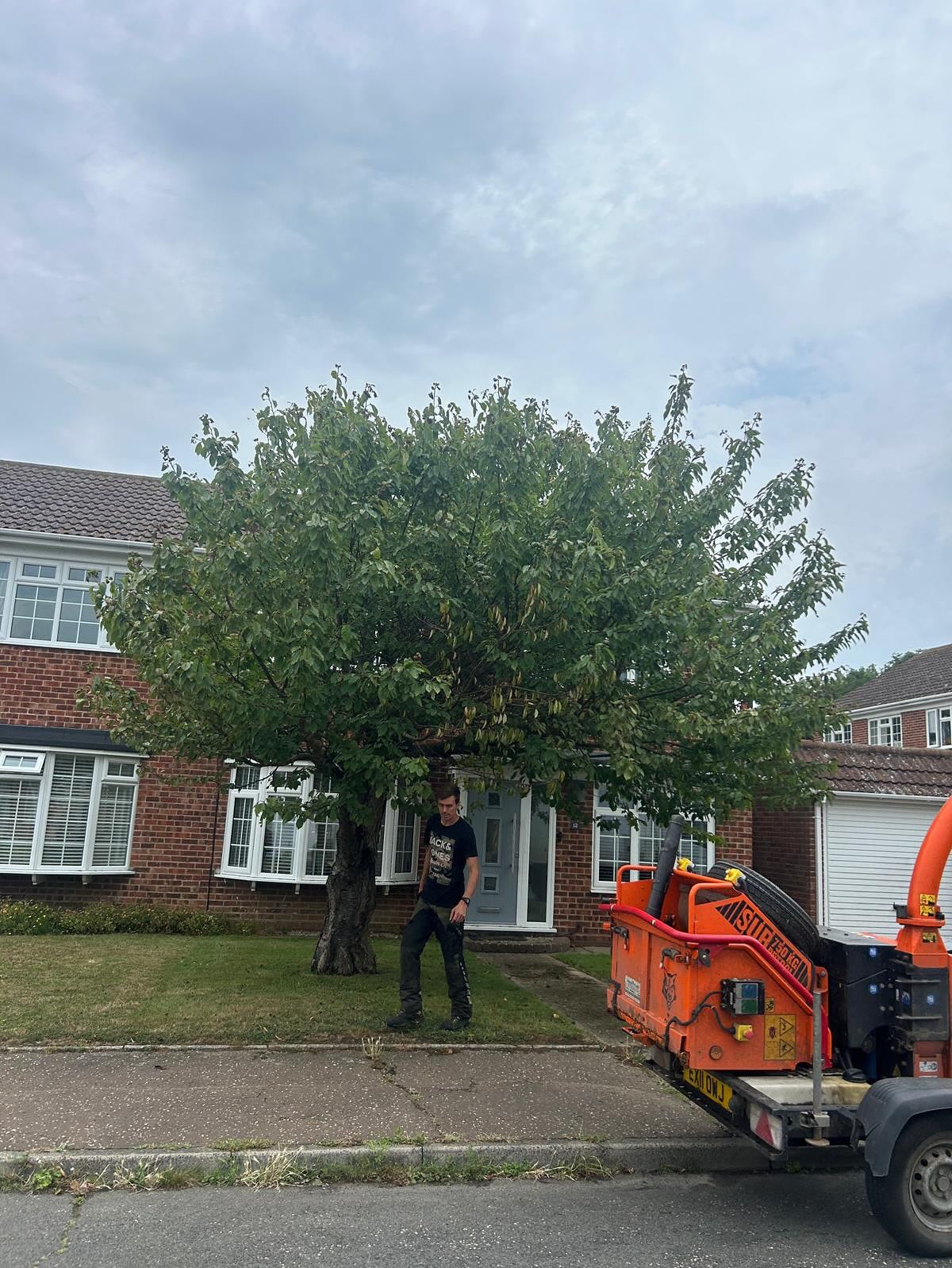 Tree overgrown in need of a reduction