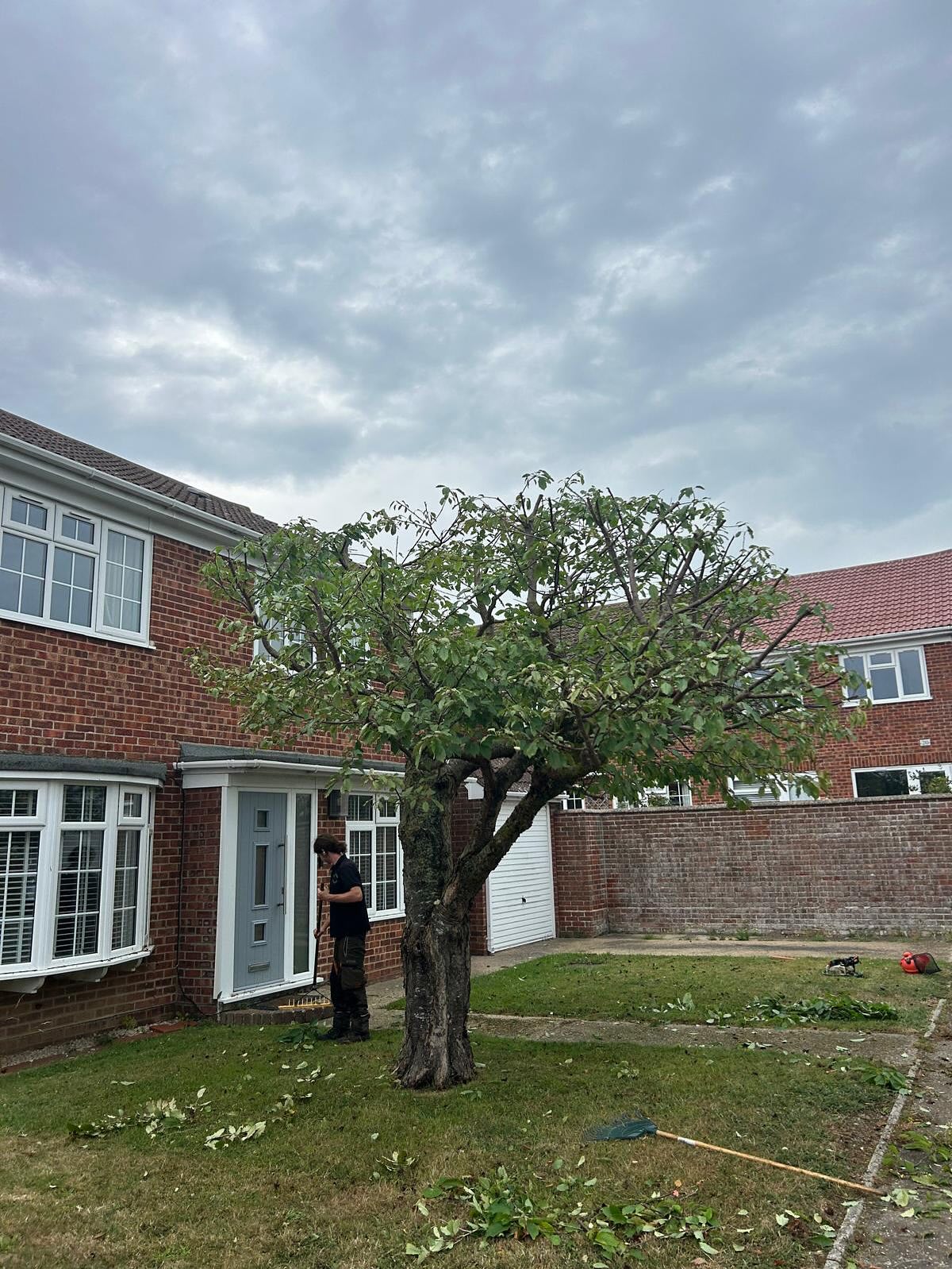 Tree after heavy reduction