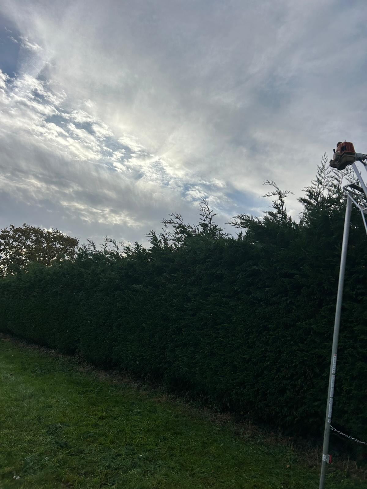 Hedge Trim Before
