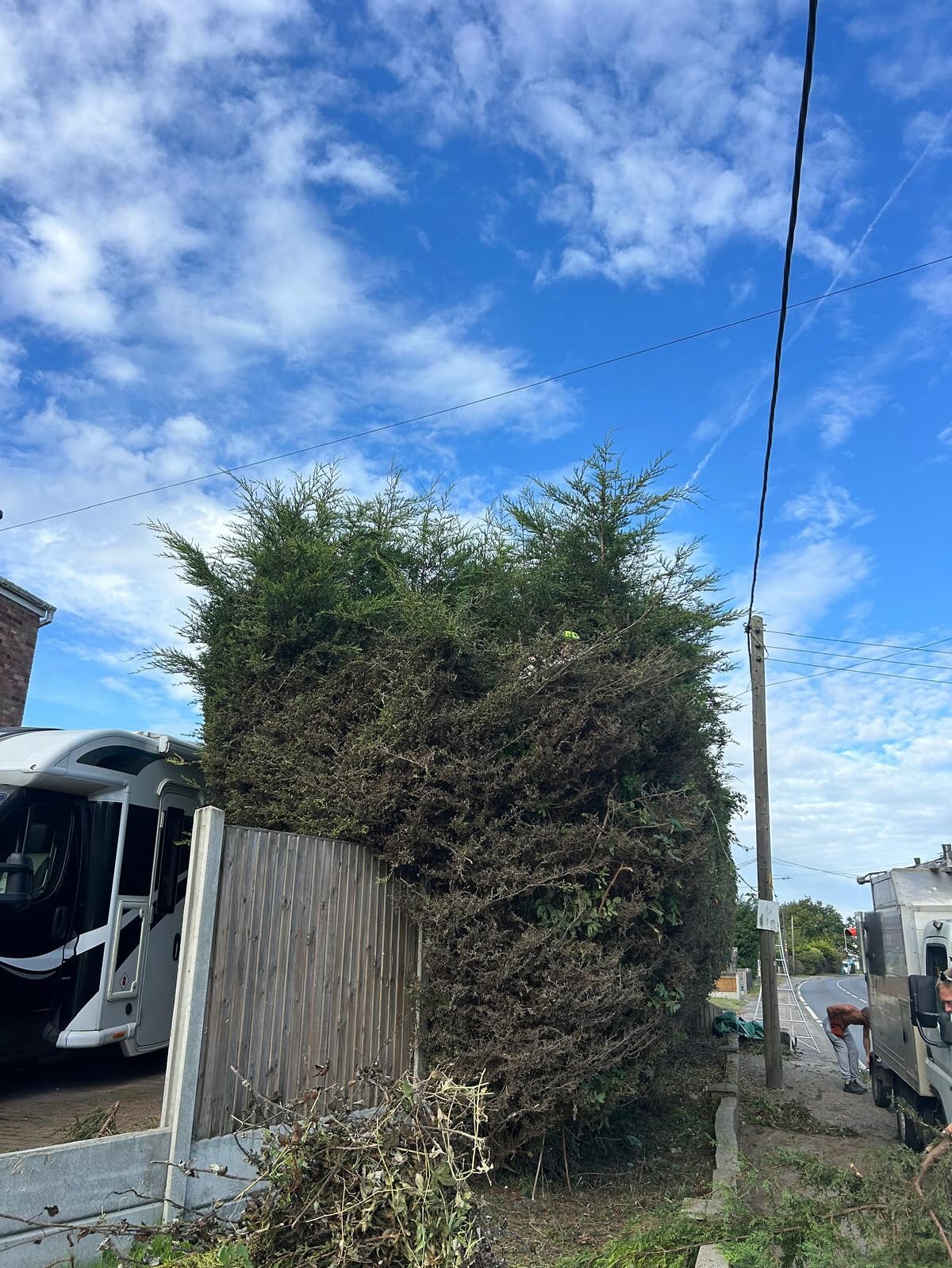 Conifer hedge before cleaning