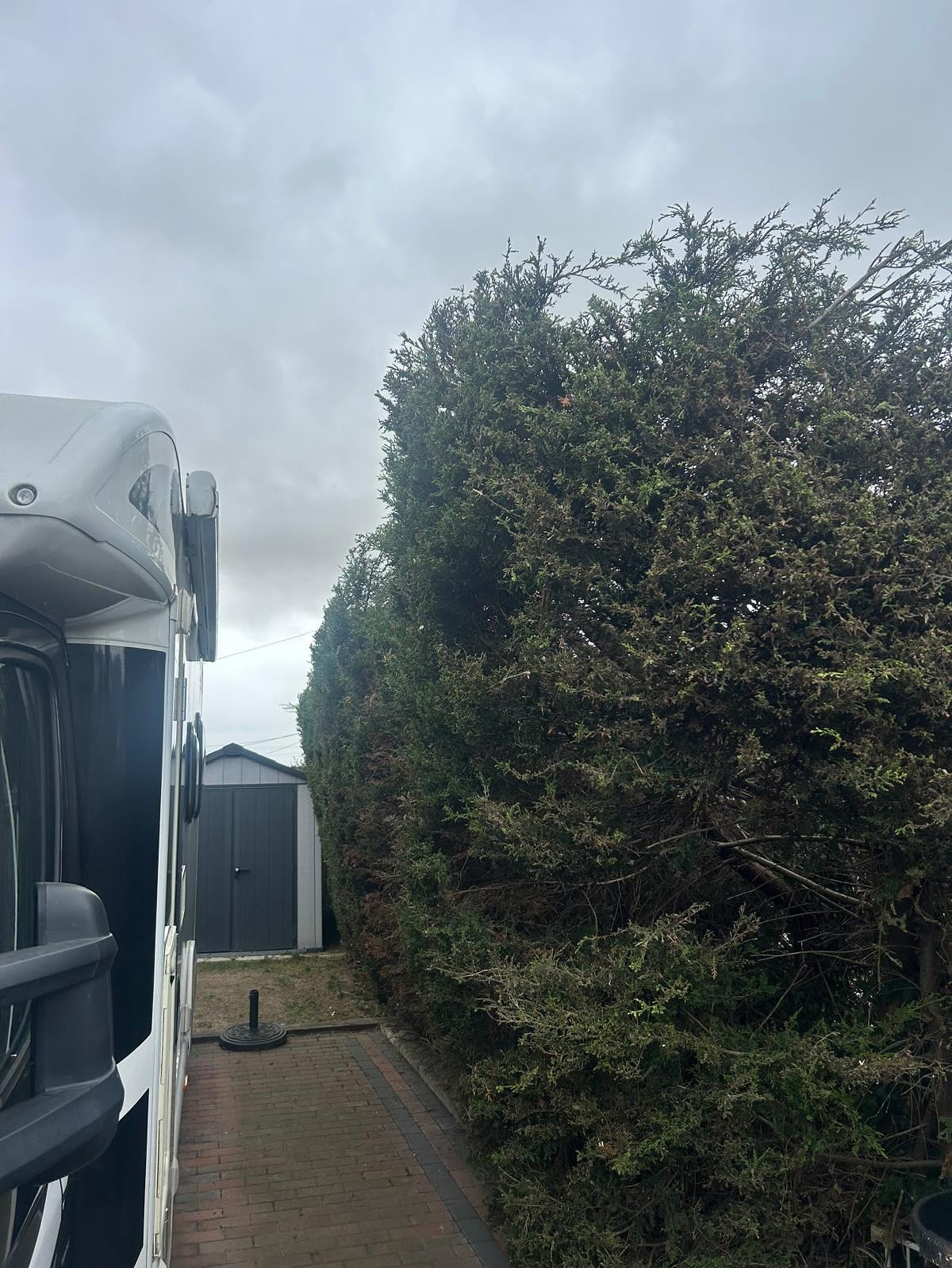 Conifer hedge cleared up & tidied