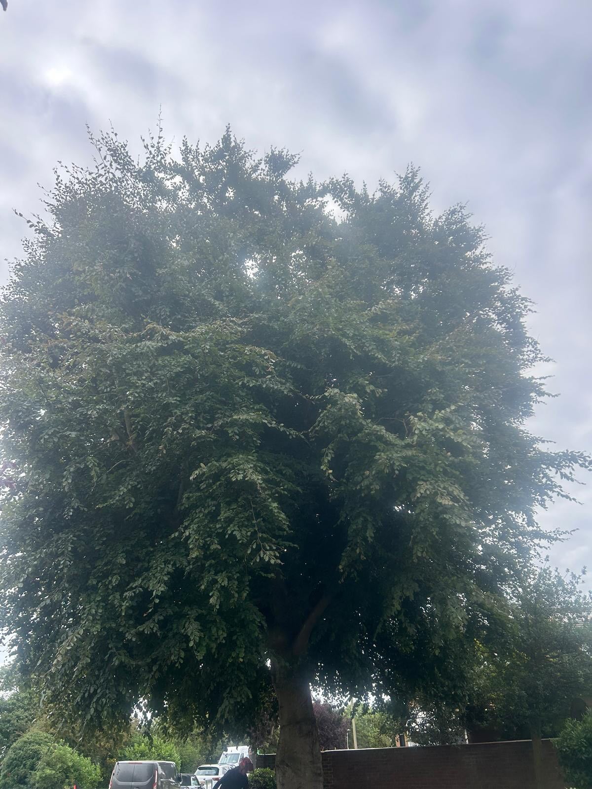 Tree overgrown in need of a reduction