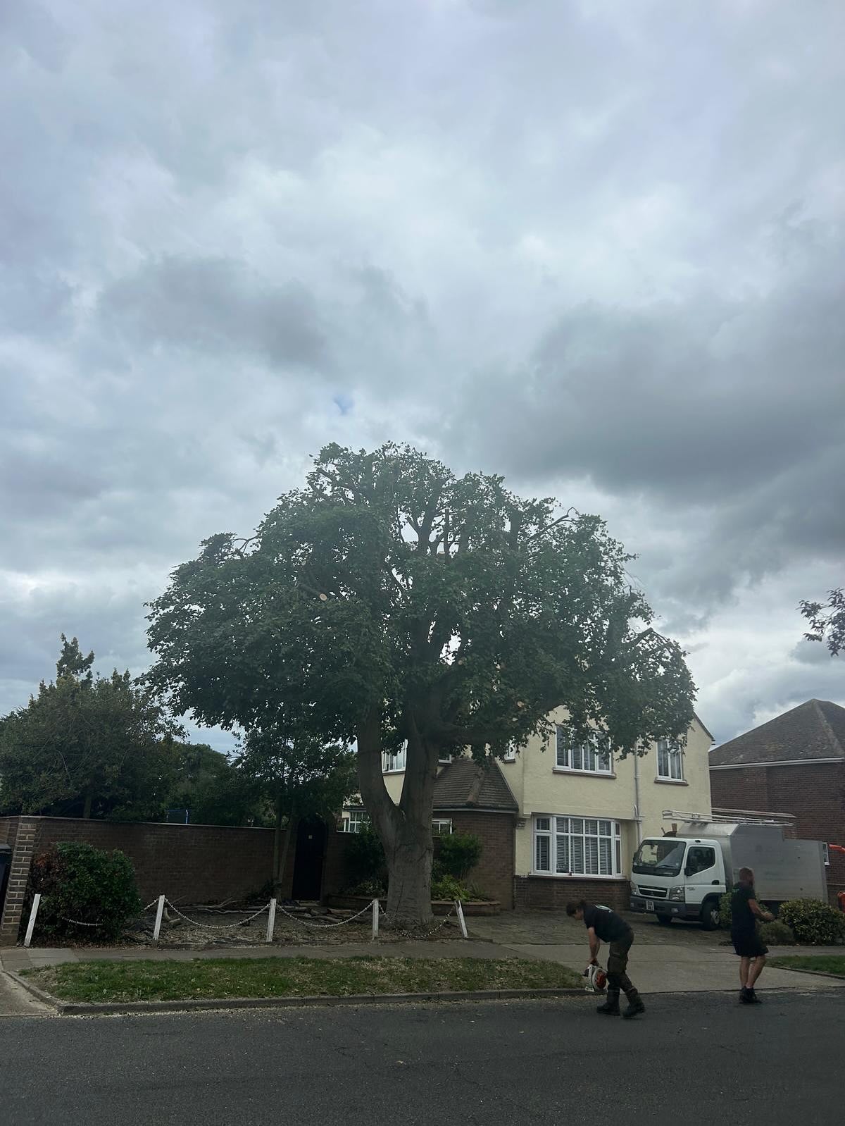 Tree after heavy reduction